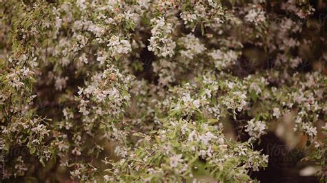 Spring Flowers Apple Blooming Tree Nature By Stocksy Contributor