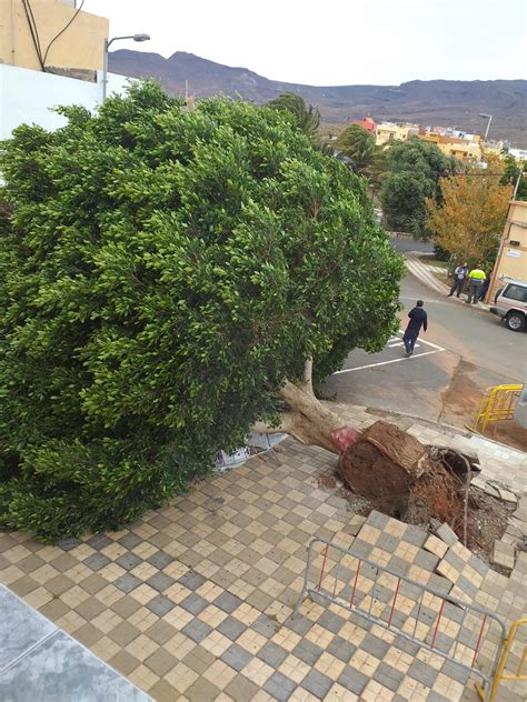 El Fuerte Viento Derriba Un Rbol De Grandes Dimensiones En Ag Imes