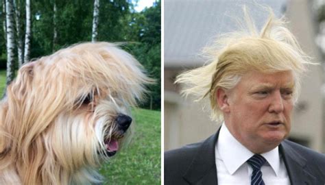 This Dog Looks Like Donald Trump Bored Panda