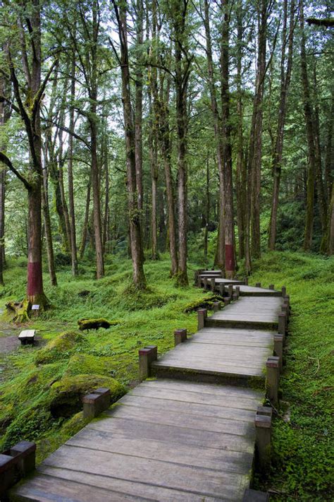 无人竖图室外白天正面旅游度假草地草坪美景树林植物道路路台湾中国亚洲阴影曲折弯曲光线影子景观小路