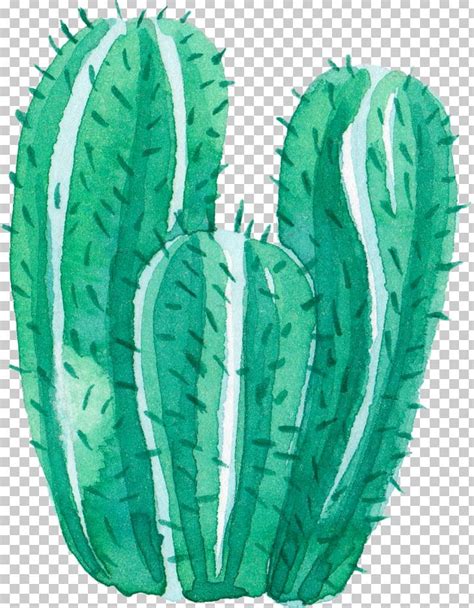 Cactaceae Watercolor Painting Leaf Png Clipart Background Green