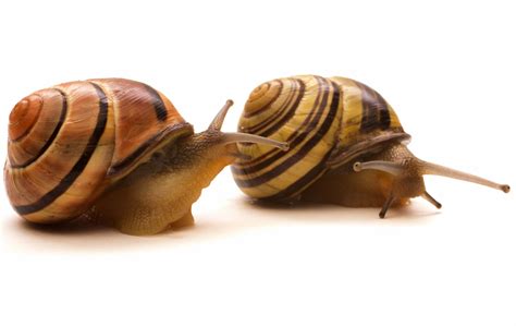 How Do You Say Snail In French