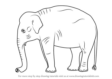 Learn How to Draw an Indian Elephant (Wild Animals) Step by Step ...