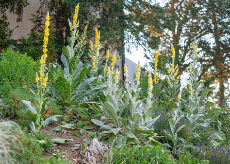 How To Grow And Care For Mullein