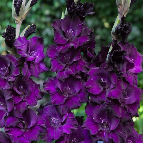 Gladiolus Bulbs - Purple Flora | Spring Flower Bulbs | Eden Brothers