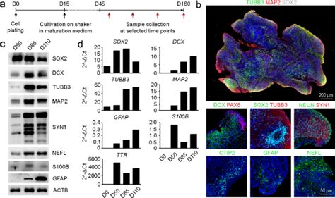 Cerebral Organoid Differentiation And Development Characterized By