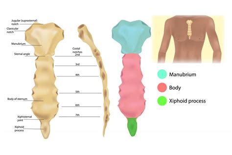 Sternum Thoracic Cage Learn Surgery Online