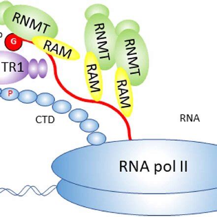 The Mammalian Rna Cap Diagram Of A Rna Cap Structure In Mammals An