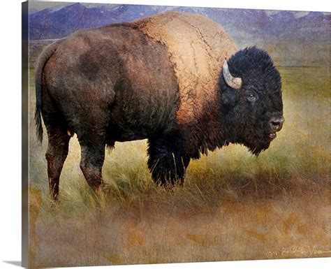 Bison Portrait II | Great Big Canvas