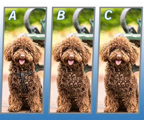 Spot The Different Dog Quiz Answers My Neobux Portal