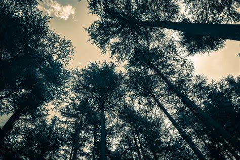 Free Images Tree Nature Forest Branch Light Cloud Sky Sun