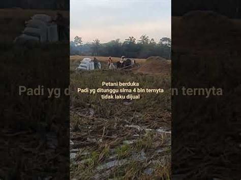 Petani Padi Merugi Ratusan Juta Youtube