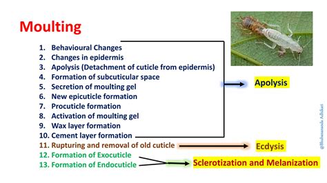 Insect Cuticle And Moulting PPT