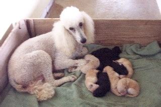 Are Poodles Born With Tails