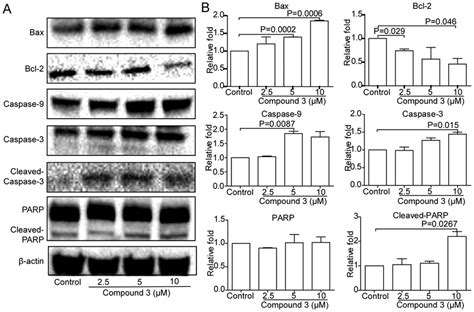 The Apoptosis Effect On Nci H1975 Induced By Compound 3 Via The