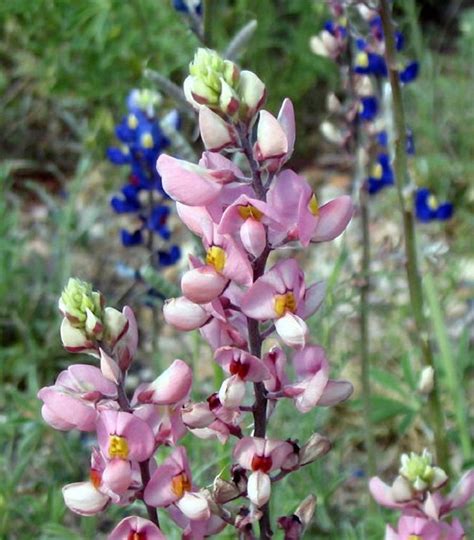 The Legend Of The Pink Bluebonnet