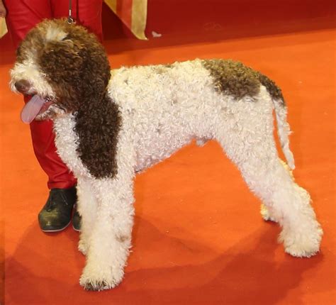 Chiot Elevage Du Mas Des Lagottines Eleveur De Chiens Lagotto Romagnolo