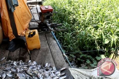 Mesin Perahu Jadi Alat Penyisik Ikan Antara News Kalimantan Timur