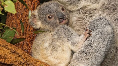 Australian Koala Foundation Estimates A Per Cent Decline In The