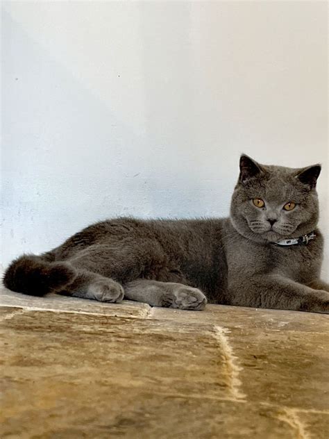 Motan British Shorthair Pt Pisicute Bucuresti Sectorul Olx Ro