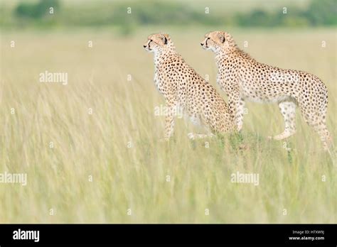 Zwei Geparden Acinonix Jubatus Stehen Auf Der Suche In Savanne Masai