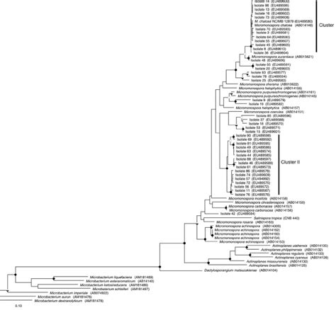 Maximum Likelihood Tree Constructed With Gyrb Gene Sequences From