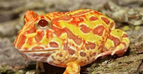 Pacman Frogs For Sale Online Baby Pacman Frog For Sale Near Me