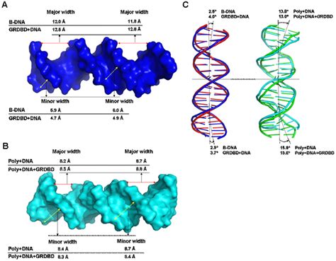 Dna Groove Parameters Of B Dna Grdbd Dna Poly Dna And Poly Dna Grdbd Download Scientific