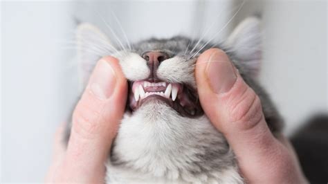 How Many Teeth Do Cats Have A Guide To Feline Dental Health