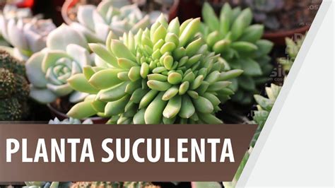 Cómo Cuidar Una Planta Suculenta De Todo En Casa Youtube