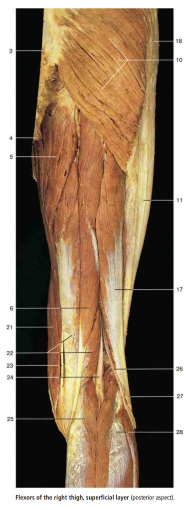 Flexor Muscles Thigh Diagram Quizlet