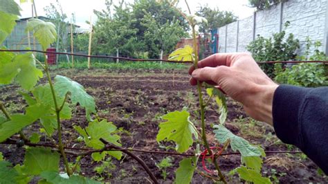 Как подвязывать виноград: этапы и способы подвязки