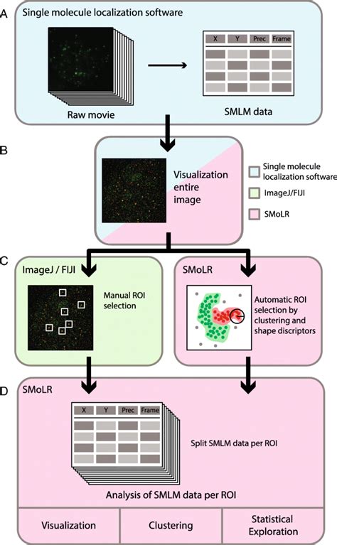 SMoLR Visualization And Analysis Of Single Molecule Localization