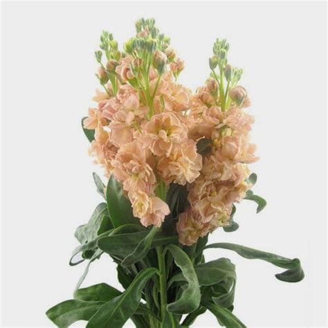 Stock Flower Colors / Magnificent Bouquet Fresh Flowers Colors White ...