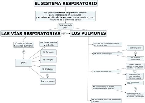 Mapa Conceptual Del Sistema Respiratorio Gu A Paso A Paso