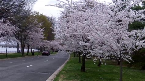 Cherry Blossom 2016 At Hains Point On Easter Sunday 3272016