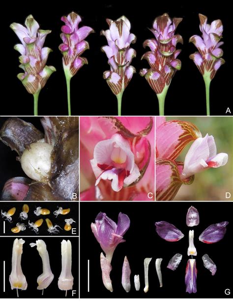 Curcuma rufostriata Škorničk. & Soonthornk. A. Examples of variability... | Download Scientific ...