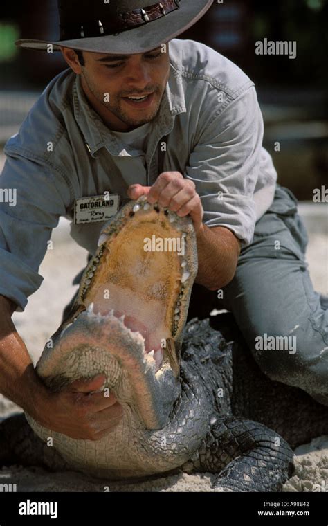 Florida, Orlando, Gatorland, Alligator wrestling Stock Photo - Alamy