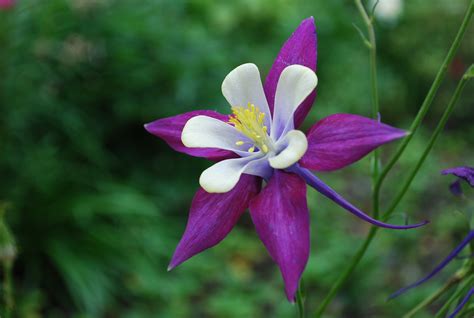 Free Images Nature Blossom Flower Purple Petal Bloom Spring