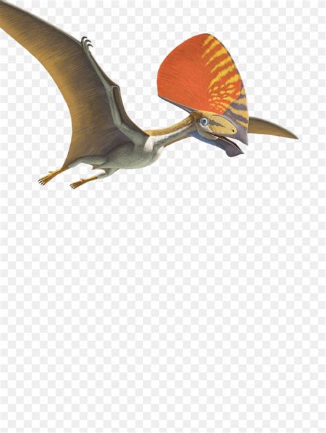 Tupandactylus Pteranodon Pterosaurs Flying Reptiles Pterodaustro PNG