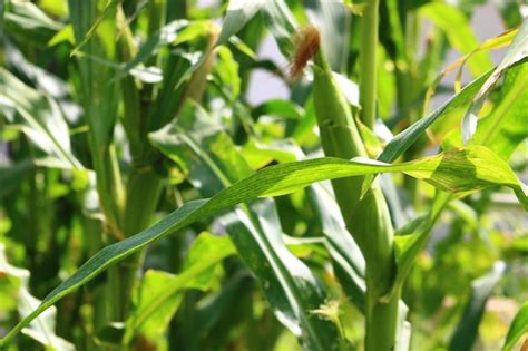 premium photo corn   corn tree   garden