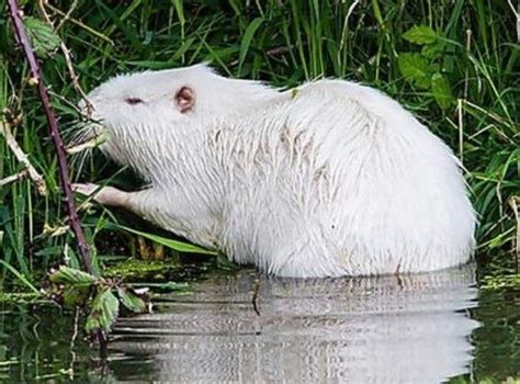 White Albino Animals Wildlife photography | Wild animals | Beautiful ...