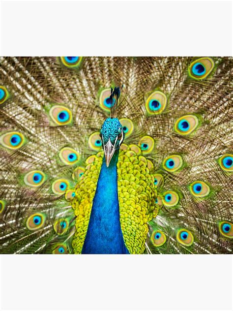 Majestic Iridescent Peacock Sticker For Sale By Bignige1234 Redbubble