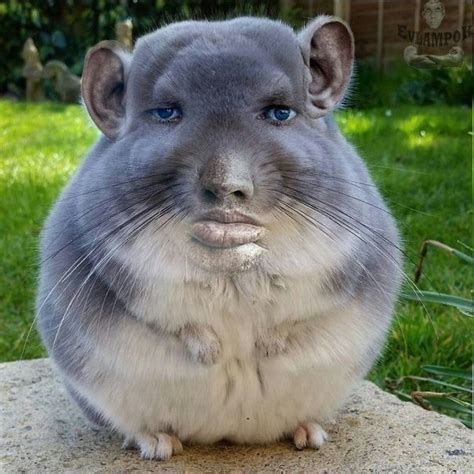 Im Scared Silly Animal Pictures Funny Animals Silly Animals