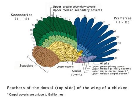 Diagrams Poultry Parts Charts And Lots Of Reading Updated Nov Th