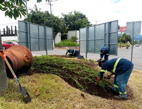 Proyecta Parques Y Jardines La Siembra De Mil Plantas De Cacahuatillo