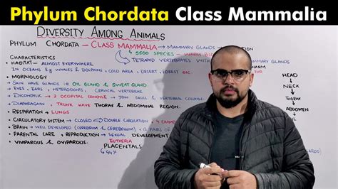 Class Mammalia Phylum Chordata Of Kingdom Animalia Youtube