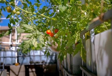 Premium Photo Tomatoes Growing On Tree