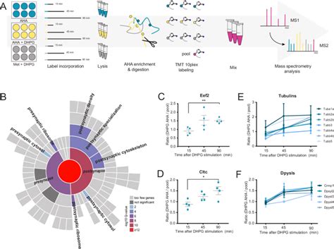 Identification Of Protein Translation Following DHPG Induced Group I