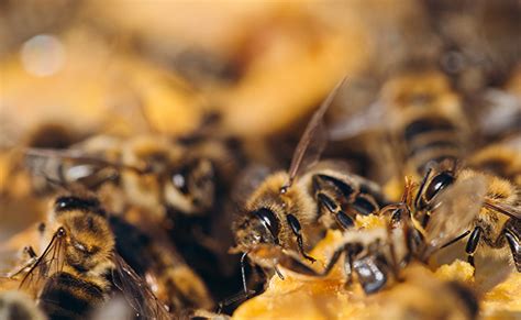 Comment Les Abeilles Fabriquent Elles Leur Miel